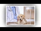 Pets First Animal Hospital – dedicated team of Veterinarian in Cape Coral, FL