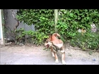 Funny dog and funny cat playing