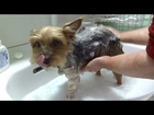 顔洗わず体だけ洗う Wash Yorkie Except Face With Dog Shampoo ヨーキー ヨークシャー