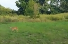 Fearless Deer Licks the Barrel of a Gun Before Wandering Off
