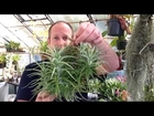 Easy To Grow Air Plants / My Air Plant Tillandsia Collection care tips and tricks for happy Plants