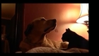 Cat gives a dog a massage