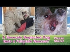 A Severely Neglected Dog Gets A Fairytale Rescue - Please Share!
