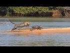 Jaguar Attacks Crocodile (EXCLUSIVE VIDEO)