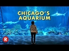 Diving Into Chicago's Shedd Aquarium // One of the World's Largest Aquariums!