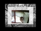 Bobcat Rehab Program at Big Cat Rescue