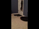 Nahlah the Bengal Kitten Tries To Leave The Room!! HA!