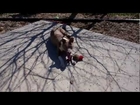 LA/SPCA Adoptable Dog Highlight: Holly