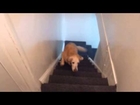 Old dog climb stairs!