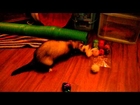 Drake the ferret opens his birthday gift!