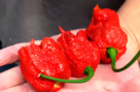 World’s Hottest Pepper is 300 Times Hotter Than Jalapeno