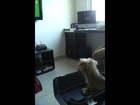 Dog barks at TV while watching a soccer game