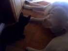 Funny pets - Bela cu Aschiuta I