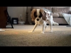Maybelle Chases the Laser | The Daily Puppy