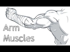 A guide to Arm Muscles/Anatomy