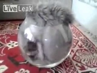 Cat in a fishbowl