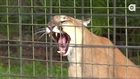 EPIC Slow motion Cougar Yawn!