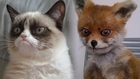 Grumpy Cat VS Stoned Fox: Which Meme is Better?