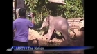 Baby elephant rescued from well in Thailand