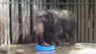 Baby Elephant Makes Big Splash in Texas