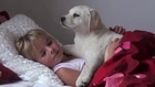 Phillip Roy Wasserman - White Labrador Puppy Loves Girl