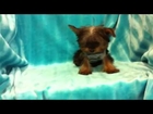 Star Yorkie Kennel's 'Troy' - The TINY TEACUP Yorkie puppy