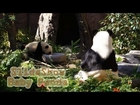 Zoo: Baby Panda, Cats and more